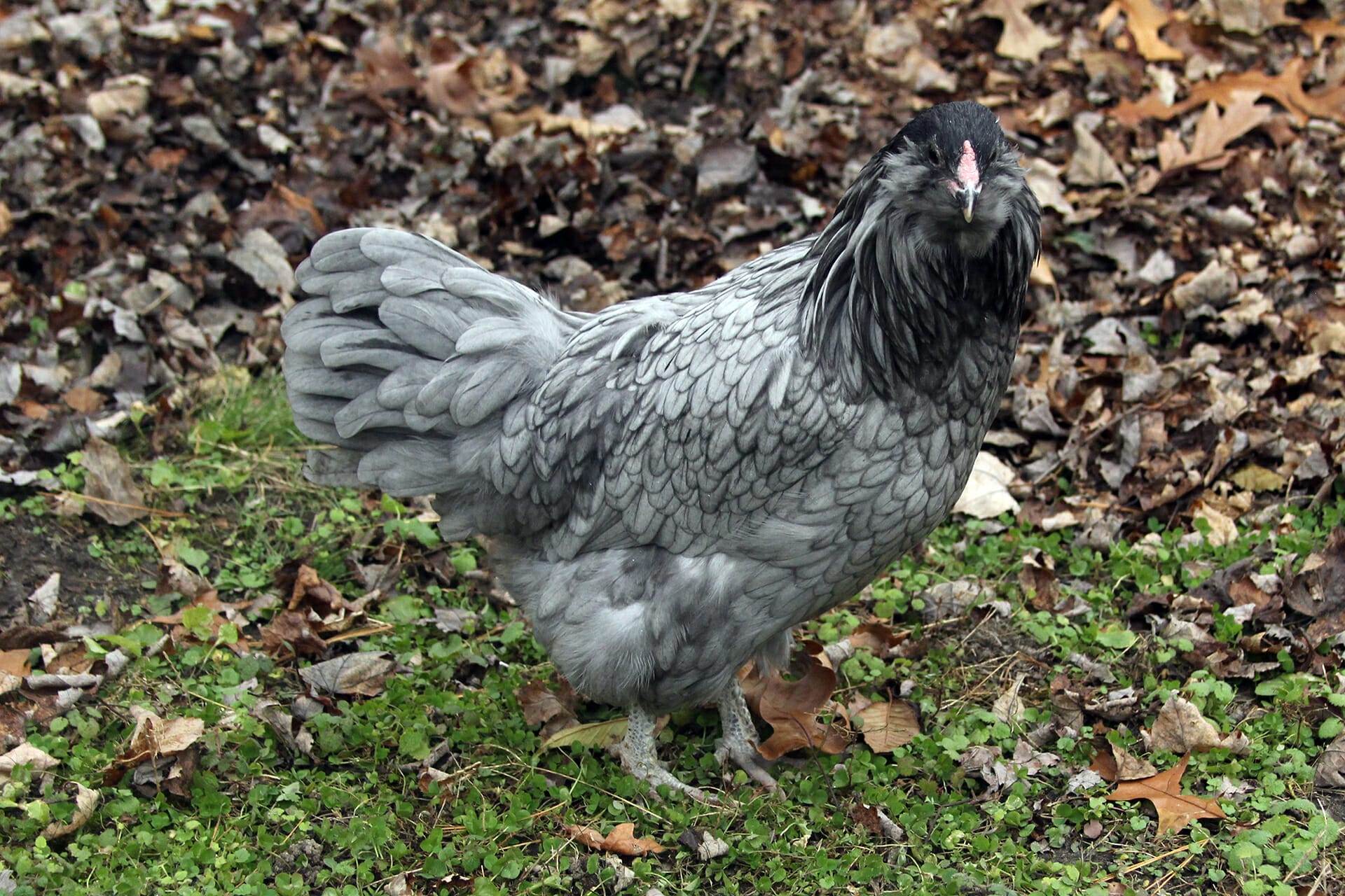 Ameraucana