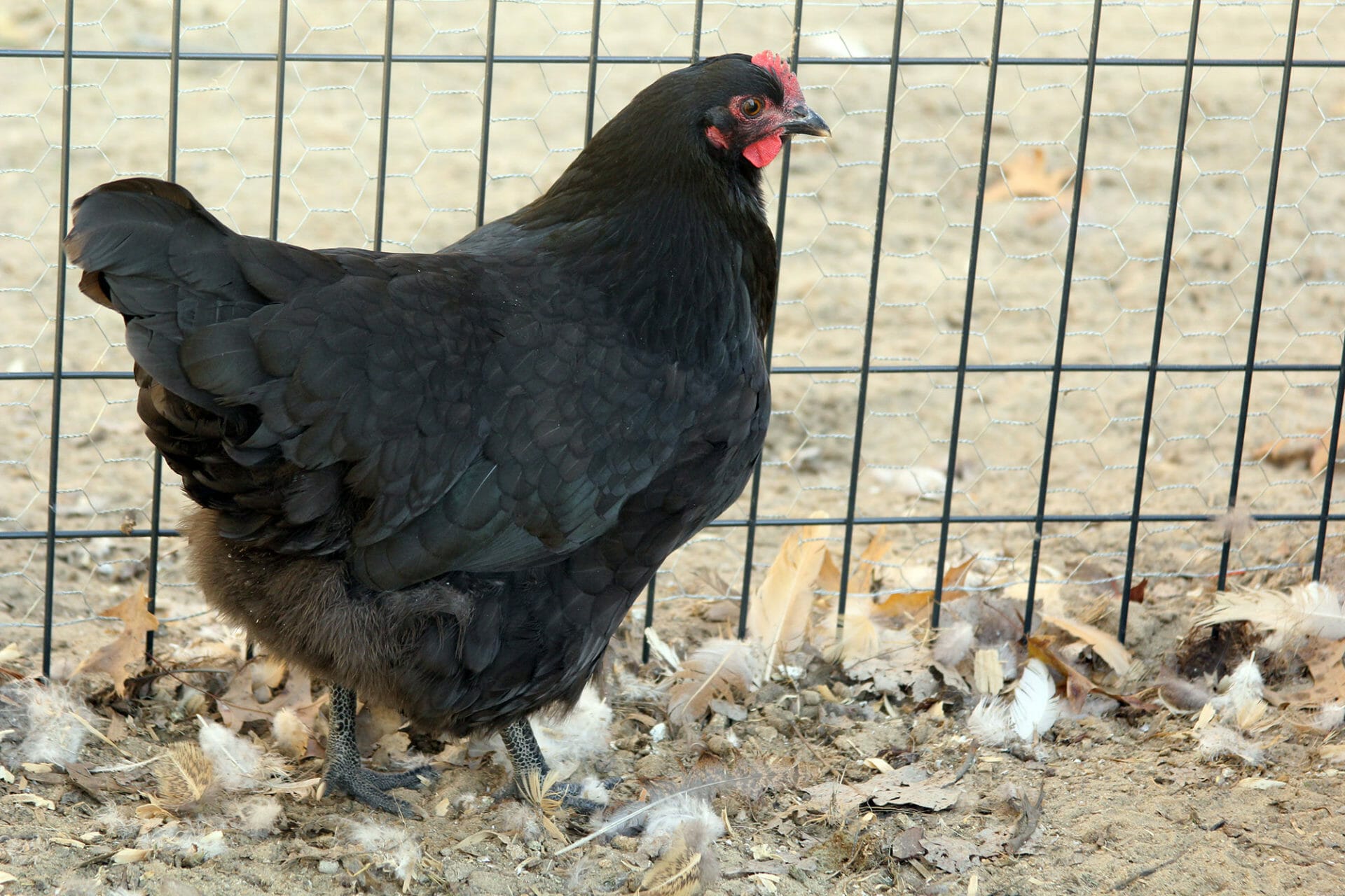 Australorp