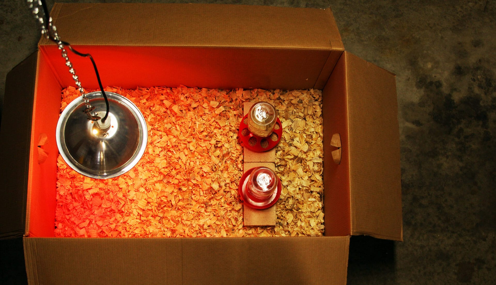 5 Ideas For Your Chick Brooder