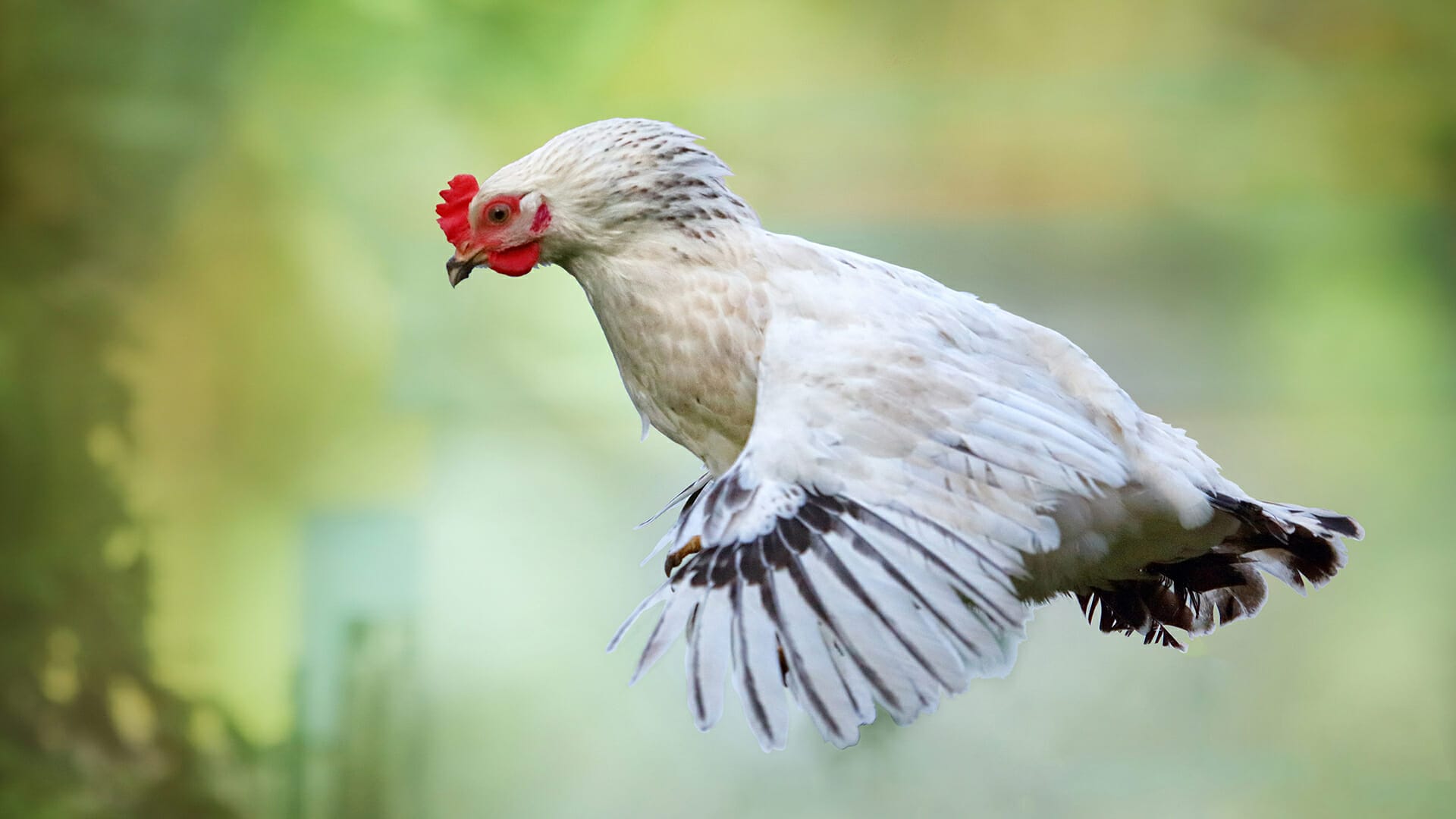 10 Things About Chickens You Didn’t Know