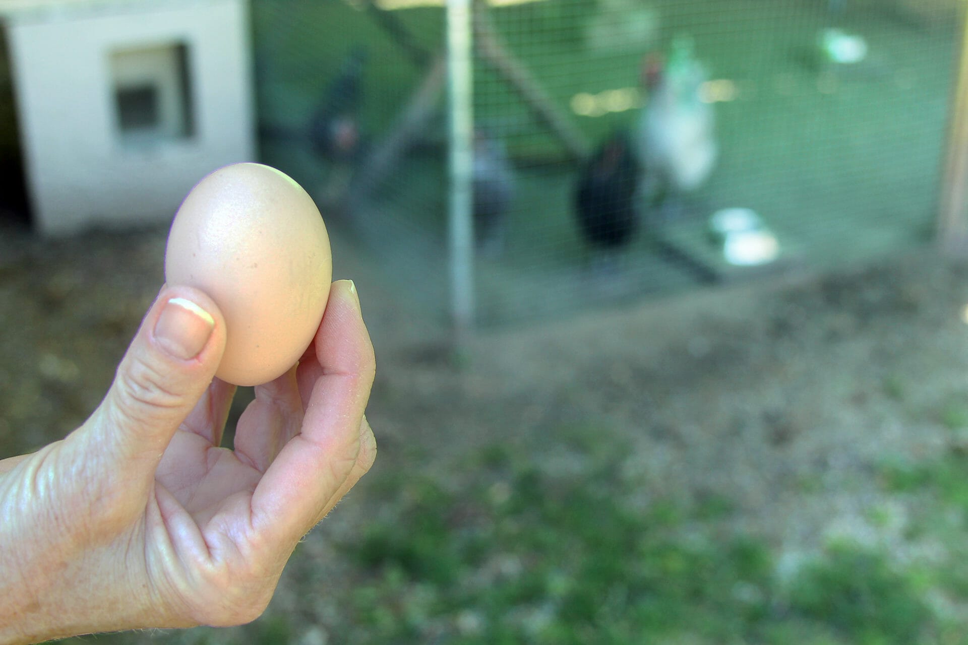 Do Backyard Eggs Have Better Nutrition?